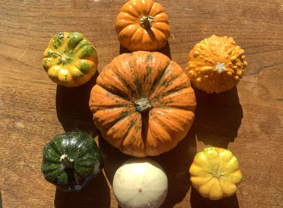 Fall COTM header